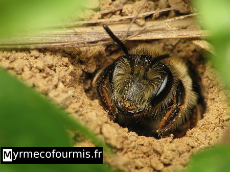 Andrena sp, une abeille solitaire creusant son nid en terre dans le sol.
