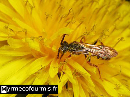 Guêpe coucou solitaire du genre Nomada sur une fleur jaune de pissenlit.