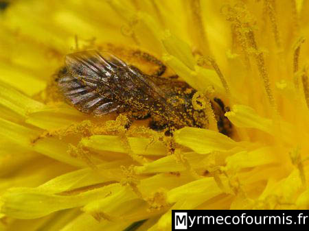 Une guêpe coucou du genre Nomada en train de boire le nectar d'un pissenlit et couverte de pollen jaune.