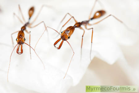 Photographie de deux fourmis ouvrières en train de fourrager, au laboratoire