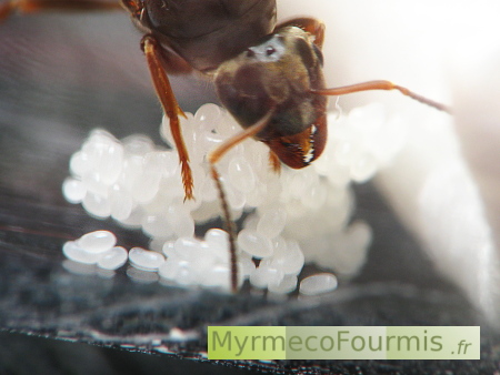 Une reine fourmi s'occupant de ses oeufs en élevage.