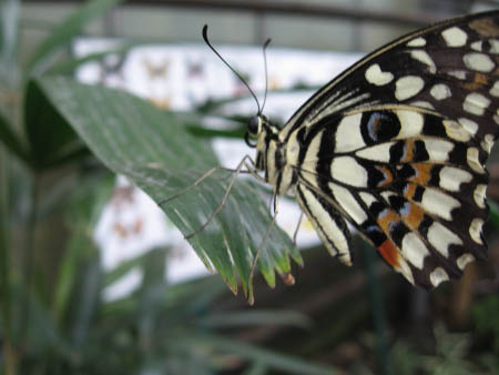 Un papillon exotique noir, orange et blanc dans une serre à papillons.