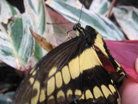 Papillon noir et jaune, les ailes dépliées.