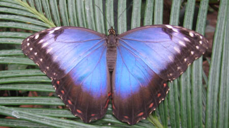 Un papillon noir et bleu avec les ailes ouvertes.