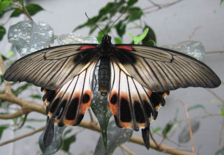 Un papillon exotique noir, blanc et rouge avec les ailes ouvertes, dans une serre à papillons.