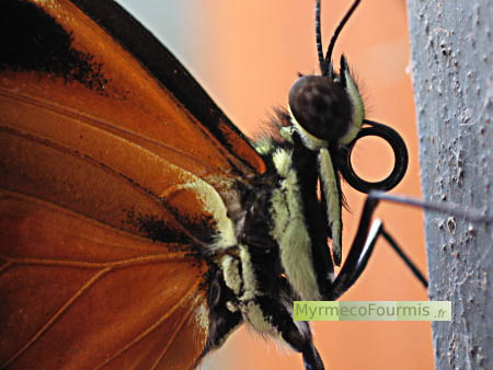 Gros plan sur la tête et le thorax d'un papillon exotique rouge blanc et orange avec sa trompe enroulée à l'avant de sa tête et ses grands yeux composés.