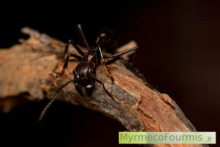 Appelée fourmi 24, fourmi flamande ou bullet ant en raison de la douleur causée par sa piqûre.
