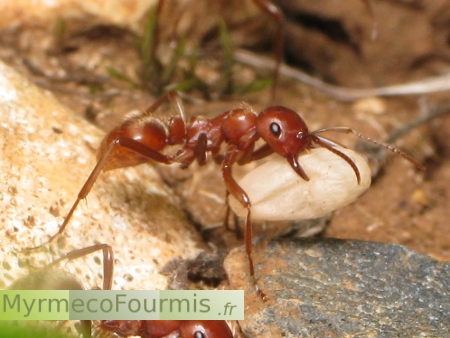 Photogaphie macro en gros plan d'une fourmis esclavagiste de l'espèce Polyergus rufescens transportant un cocon capturé dans une fourmilière de fourmis du genre Formica.