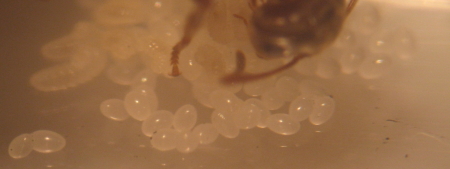 Macrophotographie d'une reine fourmi de l'espèce Lasius emarginatus s'occupant de ses premiers oeufs et de ses premières larves, en élevage.