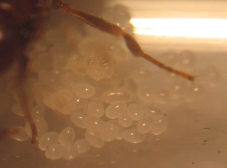 Premiers oeufs et larves d'une reine de fourmi en pleine fondation de sa colonie.