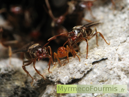 Deux princesses fourmis ailées avec une ouvrière de couleur orange, de l'espèce Lasius umbratus ou Lasius mixtus.