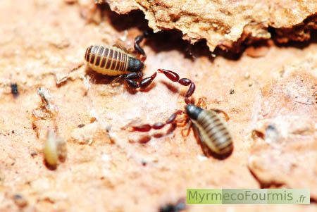 Pseudoscorpions en train de s'accoupler: parade nuptiale ou combat entre mâles.