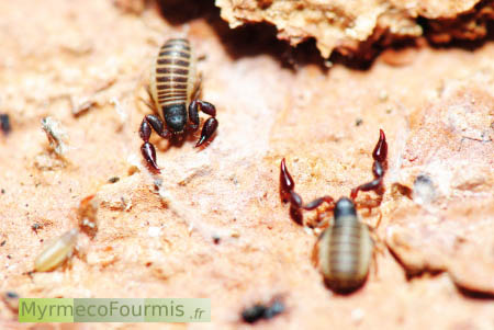 Faux-scorpions ou pseudoscorpions, un face-à-face entre deux d'entre eux avant un accouplement.