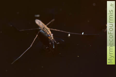 Une araignée d'eau ou punaise d'eau du genre Gerris sp à la surface de l'eau.