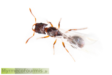 Une princesse ailée de fourmis de l'espèce Strongylognathus testaceus. On voit bien chez cette future reine la tête très échancrée et les mandibules en forme de sabre.