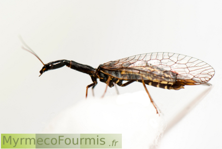 Raphidioptère ou mouche à long cou, un insecte avec un long thorax et des ailes transparentes.