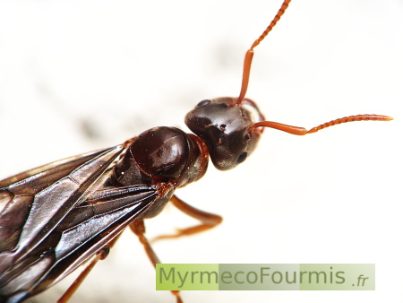 Une princesse fourmi ailée à fondation dépendante de l'espèce Lasius mixtus. On voit les ailes fumées et la tête échancrée de cette princesse, à l'arrière de la tête, qui aident à l'identifier comme une fourmi du groupe des Lasius à fondation dépendantes (Chtonolasius).