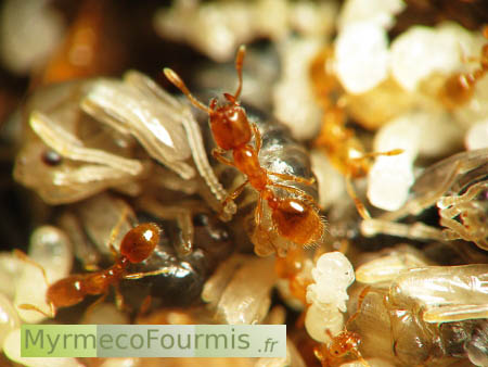 Fourmis voleuses Solenopsis fugax vues de dessus dans leur nid défendant leur couvain composés de nymphes de fourmis ailées mâles grises et de larves et nymphes d'ouvrières blanches ou grises.