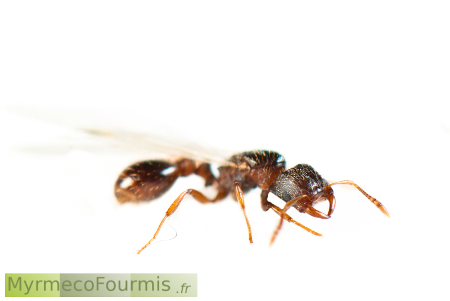 Strongylognathus testaceus, une princesse fourmi ailée parasite de Tetramorium.