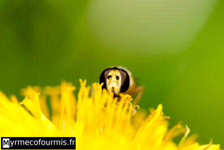 Tête d'une mouche syrphe vue de face en train de butiner une fleur jaune de pissenlit.