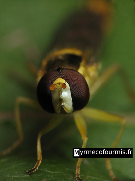 Mouche fausse-guêpe de la famille des syrphes avec de très grands yeux composés rouges, vue de face sur une feuille.