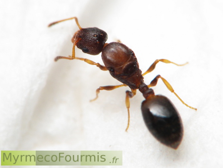 Reine fourmi du genre Temnothorax.