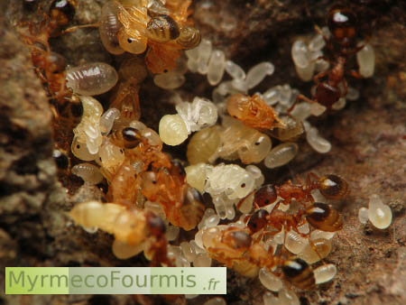 Macrophotographie dans un nid de Temnothorax nylanderi, avec des oeufs et larves blanches, des nymphes ou pupes à différent stades de coloration, blanc, jaune et orange sombre, et des fourmis ouvrières.