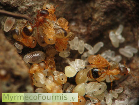 Fourmi et couvain d'une colonie de Temnothorax nylanderi, dans leur fourmilière.