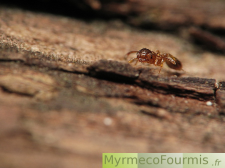 Temnothorax nylanderi, une petite fourmi brune des forêts vue de profil sur un tronc d'arbre.