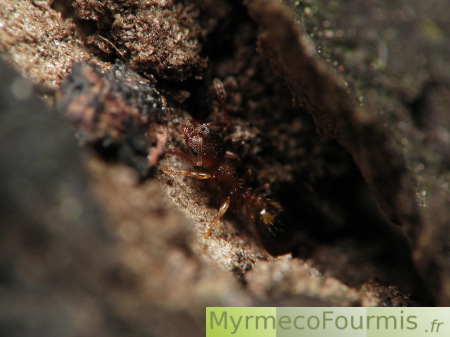 Macrophotographie d'une fourmi Temnothorqx nylqnderi cachée dans une brindille.