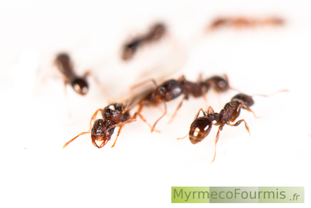 Une princesse ailée de Strongylognathus testaceus entourée par des fourmis ouvrières de Tetramorium sp.