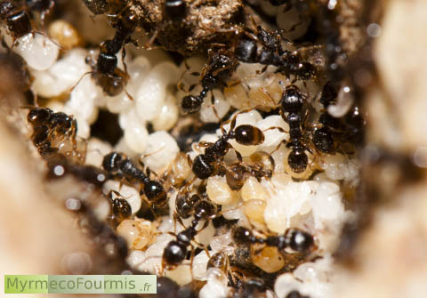 Une fourmilière de fourmis noires des pavés Tetramorium caespitum, avec des larves et des pupes blanches.