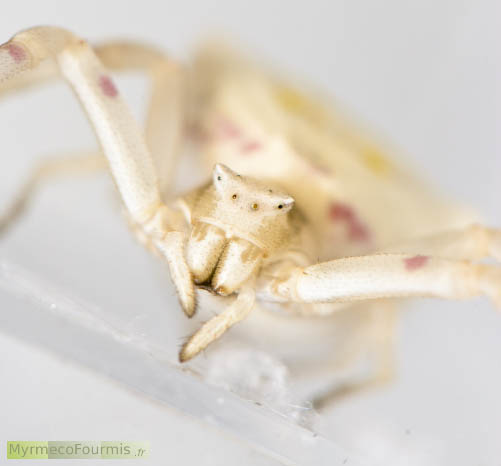 Thomisus onustus, une araignée crabe proche de Misumena vatia, blanche avec des tâches jaunes, oranges et violettes. Photo macro sur fond blanc.