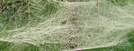 Toile d'araignée très dense, en forme de tapis, construite dans un buisson