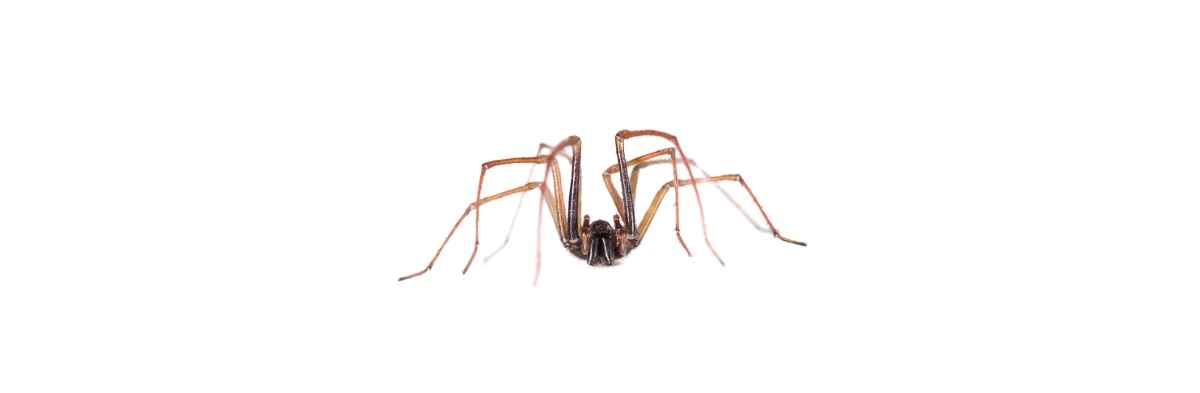 Une grande araignée tégénaire vue de face sur fond blanc, ses 8 pattes sont repliées vers le haut et on voit clairement ses larges chélicères à l'avant de sa tête.