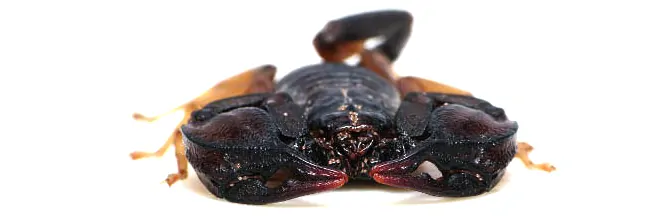 Euscorpius flavicaudis, le scorpion à queue jaune, vu de face avec ses grosses pinces et quelques acariens.