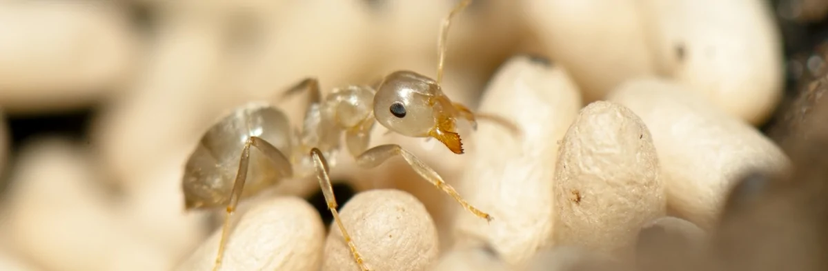Une jeune fourmi ouvrière du genre Lasius est prise en photo macro. Elle est de couleur blanche et brun très clair, posée sur un tas de cocons.