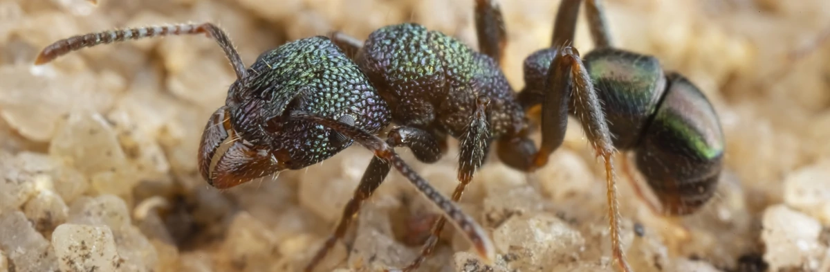 Une fourmi iridescente à tête verte Rhytidoponera metallica avec une belle couleur verte métallique.