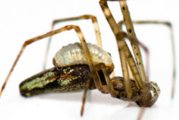 Une larve blanche de guêpe sur le dos d'une araignée la dévore.