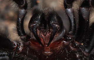 Atrax robustus est une araignée venimeuse australienne. Avec son venin mortel et rapide, elle est considérée comme l'araignée la plus dangereuse au monde.