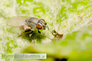 Une petite mouche grise du genre Leucopis trait un puceron sur une feuille d'arbre.