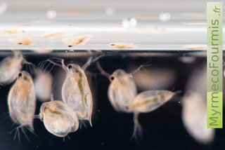 Des daphnies dans un aquarium.