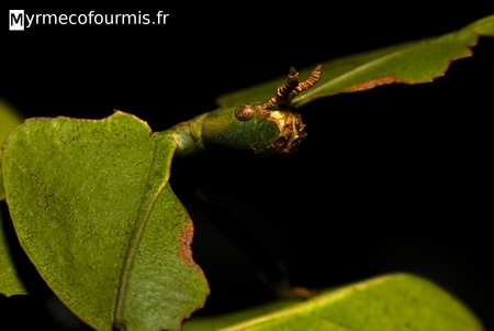 Phasme feuille camouflé.