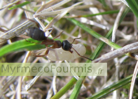 Cette Formica rufibarbis porte une nymphe de Formica rufibarbis.
