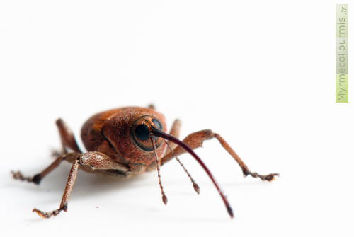 Une macrophotographie sur fond blanc du rostre et de la tête du balanin du chêne, un charançon dont les vers se développent dans les glands.