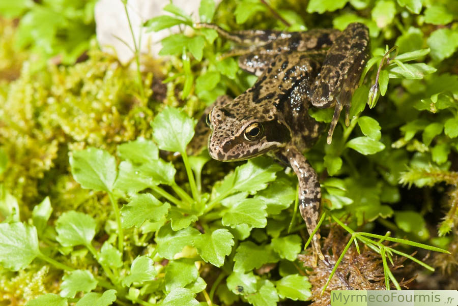 La grenouille agile, Rana dalmatina, photographiée de profil, on distingue bien le museau de la grenouille et la large bande brune qui s'étend de la bouche jusqu'à l'oeil.