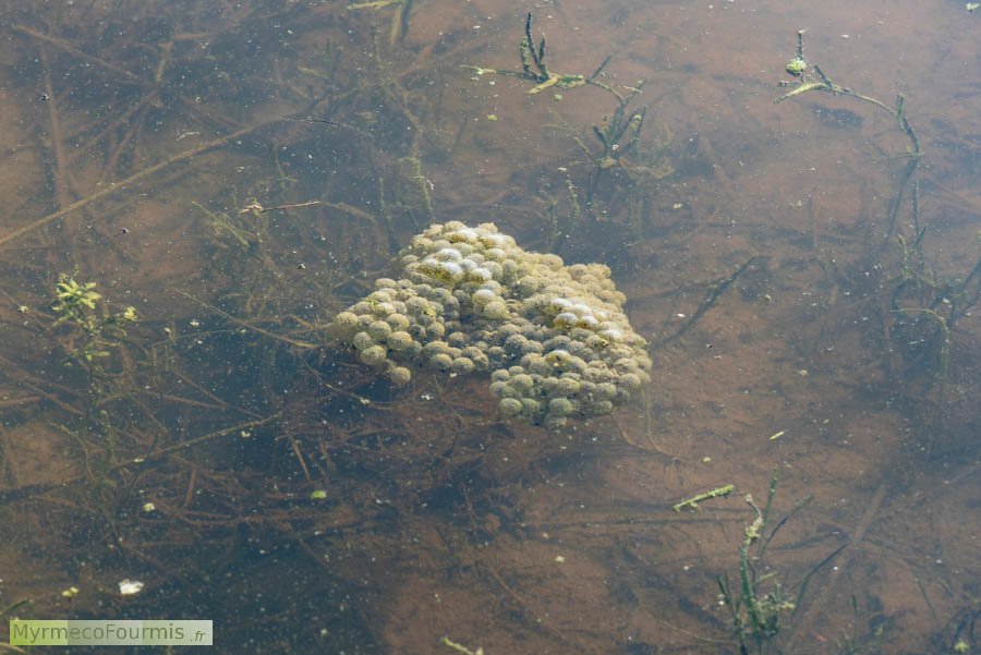 Photographie d'une ponte immergée d'oeufs de la grenouille agile (Rana dalmatina) dans une mare.