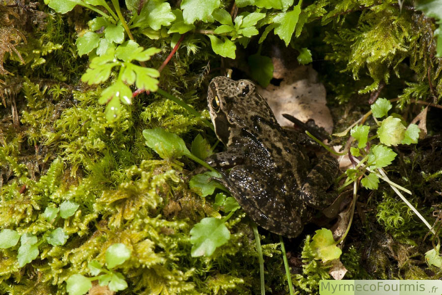 La grenouille agile, Rana dalmatina, vue de dos. Cette grenouille se camoufle généralement bien dans son environnement, qu'il soit composé de mousses ou de feuilles mortes. Macrophotographie.
