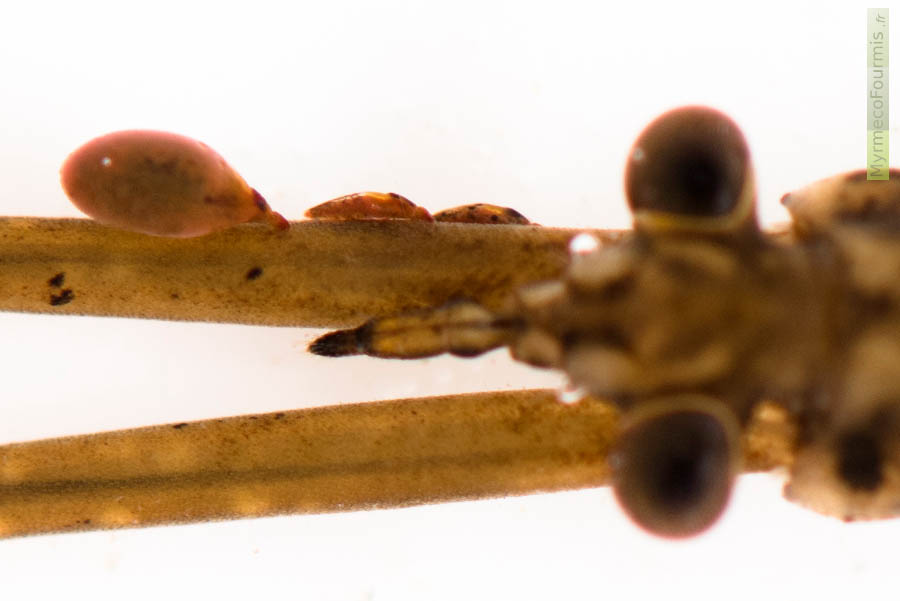 Photo sur fond blanc d'une Ranâtre, Ranatra linearis, parasitée par des acariens. Cette punaise aquatique est prédatrice, mais de petits acariens rouges orangés du genre Hydrachna se fixe sur sa cuticule pour se nourrir de son hémolymphe.