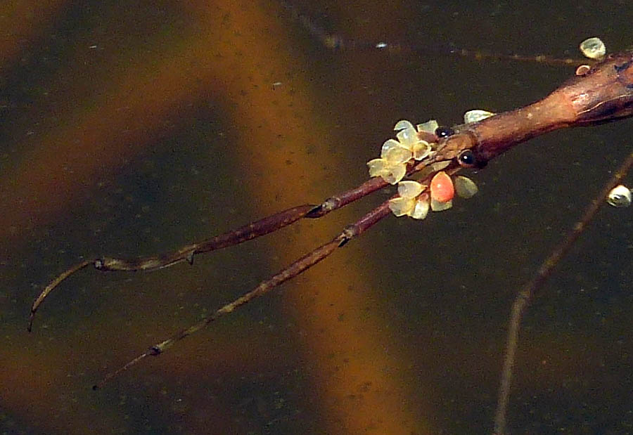 Une ranâtre recouverte d'exuvies vides d'acariens parasites du genre Hydrachna, dans une mare. Les ranâtres sont des punaises aquatiques, comme ces petits acariens parasites dépourvus de pattes à l'état larvaire. Photo B. Segerer.